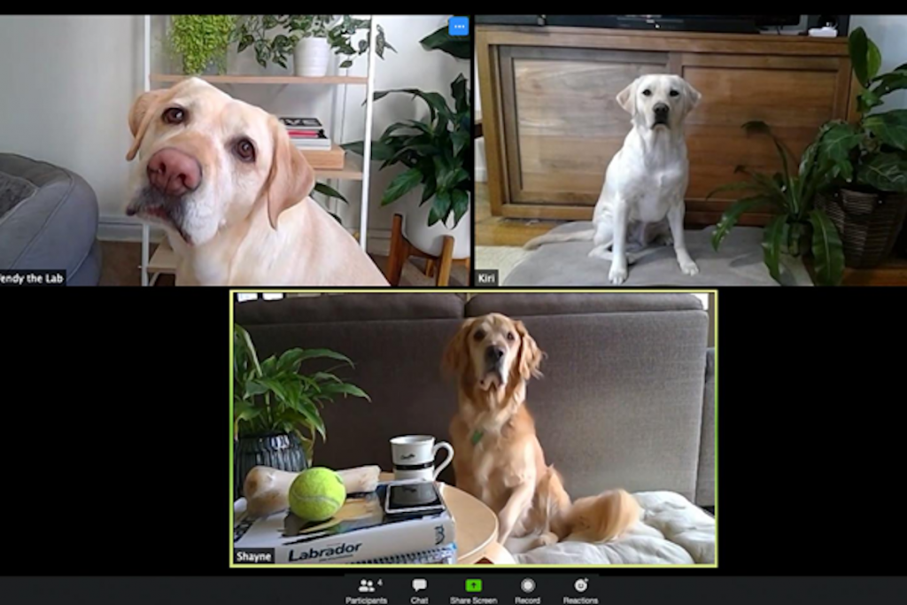 Virtual event with guide dogs